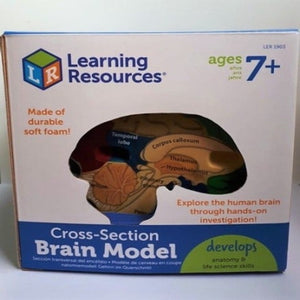 Cross Section Brain Model - Social Work Key