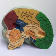 Load image into Gallery viewer, Learning Resources cross section brain model