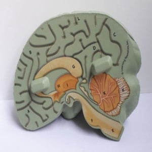 Cross section foam model of the brain